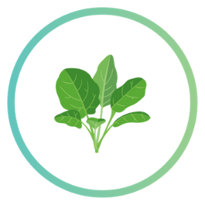 Spinach_5 superfoods article food icons 300x300.png